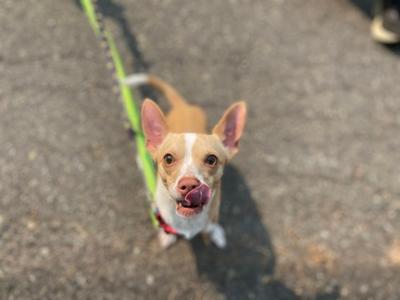 A small dog with a white and brown coat, standing on a paved surface, looking up at the camera with its tongue out. The dog is wearing a green leash.
