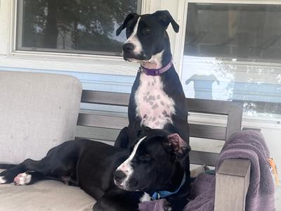 Scoot, Mixed Breed, young, available for adoption
