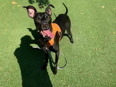 Lilikoi, Mixed Breed, young, available for adoption