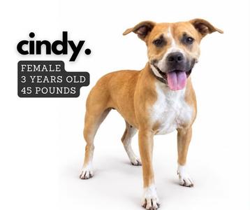 A brown and white dog with a happy expression, standing on a white background. The text "cindy. FEMALE 3 YEARS OLD 45 POUNDS" is displayed next to the dog.