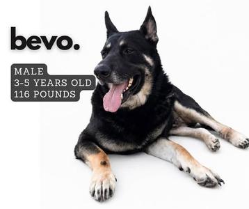 A black and tan dog lying down with its tongue out. The text on the image reads "bevo. MALE 3-5 YEARS OLD 116 POUNDS".