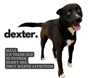 A black and white dog named Dexter standing on a white background. The text on the image describes him as a male, 1-2 years old, 55 pounds, husky mix, and he only wants affection.