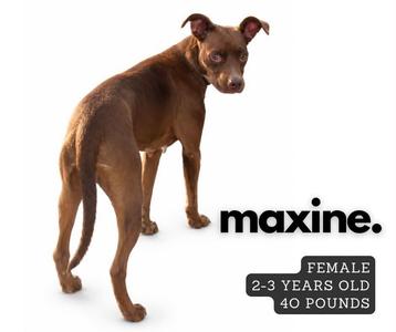 A brown dog standing on a white background with text that reads "maxine. FEMALE 2-3 YEARS OLD 40 POUNDS"