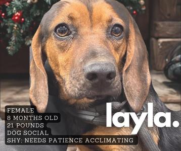 Layla, Hound, young, available for adoption