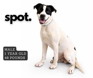 A white dog with black spots sitting on a white background. The dog is wearing a blue collar and has a happy expression. The text on the image reads "spot." and "MALE 1 YEAR OLD 48 POUNDS".