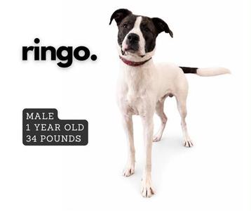 A black and white dog standing on a white background with the text "ringo." and "MALE 1 YEAR OLD 34 POUNDS"