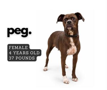 A brown dog with white paws and a white patch on its chest stands on a white background. The dog is wearing a black collar. To the left of the dog, there is text that reads "peg." and "FEMALE 4 YEARS OLD 37 POUNDS".
