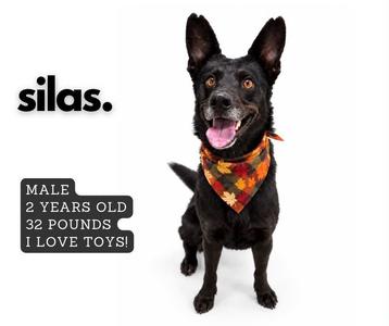 A black dog wearing a colorful bandana, sitting and looking at the camera.