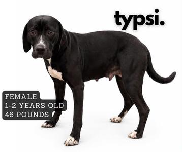 A black female dog with white markings on her chest and paws, standing against a white background. The text on the image indicates she is 1-2 years old and weighs 46 pounds. The word "typsi." is displayed in the top right corner.