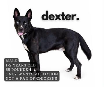 A black dog named Dexter standing on a white background. The dog is male, 1-2 years old, and weighs 55 pounds. He only wants affection and is not a fan of chickens.