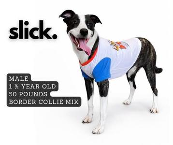 A black and white border collie mix dog wearing a white and blue shirt with a red collar. The dog is standing on a white background. The text on the image reads "slick. MALE 1 1/2 YEAR OLD 50 POUNDS BORDER COLLIE MIX".