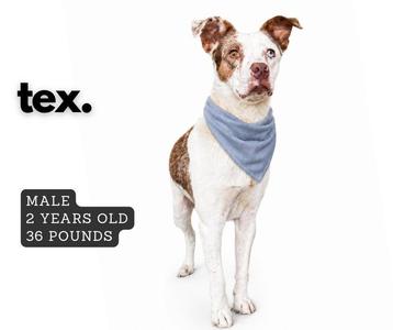 A male dog named Tex, 2 years old and 36 pounds, wearing a blue bandana.