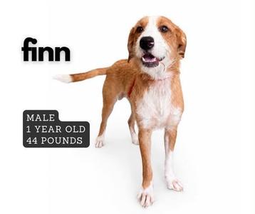 A brown and white dog standing on a white background with the name "finn" written above it. The dog is labeled as male, 1 year old, and 44 pounds.