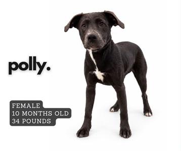 A black dog with a white patch on its chest, standing on a white background. The text on the left reads "polly." and below that, "FEMALE 10 MONTHS OLD 34 POUNDS".