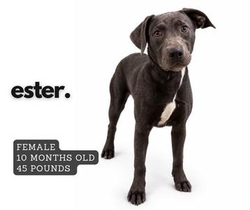 A black dog with a white patch on its chest standing against a white background. The text "ester." is written in lowercase letters to the left of the dog. Below the text, there is a label that reads "FEMALE 10 MONTHS OLD 45 POUNDS".