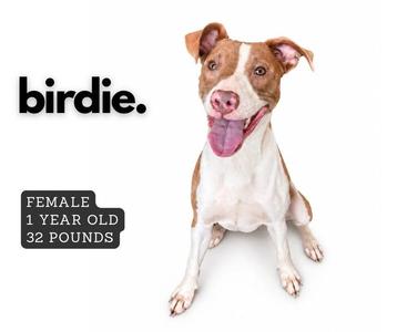 A brown and white dog with its tongue out, sitting on a white background. The text 'birdie.' is written in black on the left side of the image. Below the text, there is a black box with white text that reads 'FEMALE 1 YEAR OLD 32 POUNDS'.