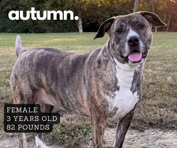 Autumn, Mixed Breed, adult, available for adoption