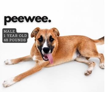 A brown and white dog lying on a white surface with its tongue out, next to text that reads "peewee. MALE 1 YEAR OLD 48 POUNDS".