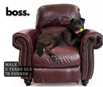 A black dog is lying on a brown leather armchair. The dog is holding a green tennis ball in its mouth. The text on the image reads "MALE 2 YEARS OLD 78 POUNDS" and "boss.".