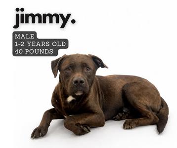 A brown dog lying down on a white background. The dog is labeled as "jimmy." with text indicating it is a male, 1-2 years old, and 40 pounds.