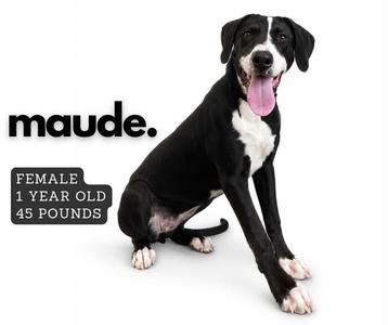 A black and white dog sitting with its tongue out, labeled as 'maude.' with text indicating she is a female, 1 year old, and 45 pounds.