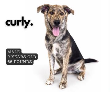 A brindle and black dog with a pink tongue sitting on a white background. The text 'curly.' is displayed above the dog, and a label below reads 'MALE 2 YEARS OLD 66 POUNDS'.