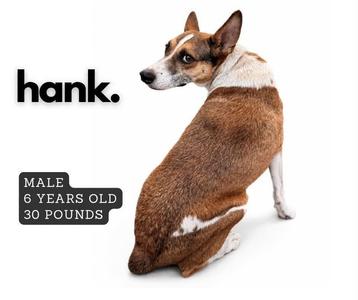 A brown and white dog sitting on a white background with the text "hank." and "MALE 6 YEARS OLD 30 POUNDS"