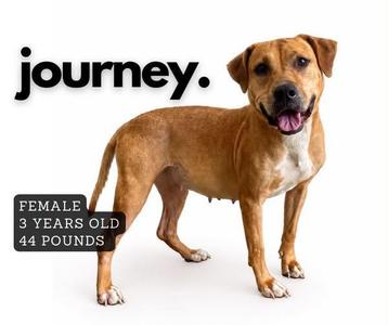 A brown dog standing on a white background with the text "journey." above it and a label on the left side that says "FEMALE 3 YEARS OLD 44 POUNDS."