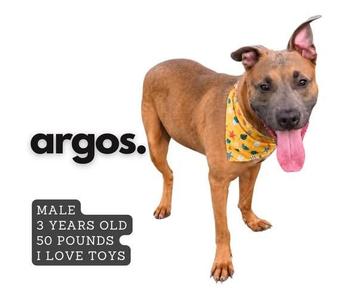 A brown dog with a yellow bandana, standing and looking at the camera with its tongue out. The text on the image reads "argos." and "MALE 3 YEARS OLD 50 POUNDS I LOVE TOYS".