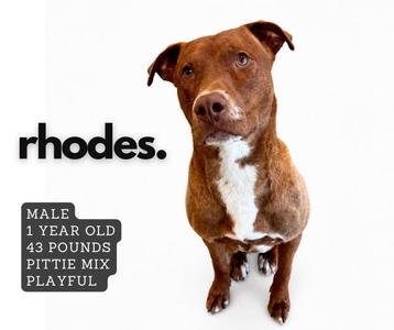 A brown and white dog with a white chest and a black nose, standing on a white background. The text on the left side of the image reads "rhodes." Below that, a black box contains the text "MALE 1 YEAR OLD 43 POUNDS PITTY MIX PLAYFUL."