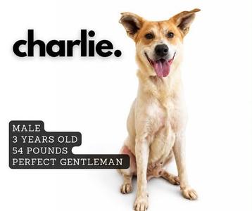 A dog named Charlie, a male, 3 years old, 54 pounds, described as a perfect gentleman.