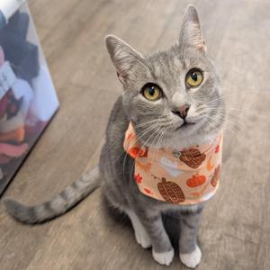 A gray cat wearing a bandana with a pumpkin pattern