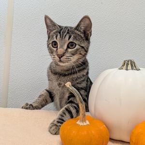 Aaron, kitten, available for adoption