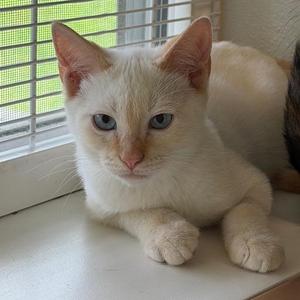A white cat with blue eyes lying on a windowsill.
