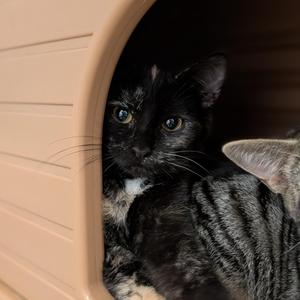 A black and gray cat with white markings on its chest is peeking out from a beige plastic pet carrier. The cat has large, expressive eyes and is looking directly at the camera. Another cat's ear is visible in the foreground, partially obscuring the view.