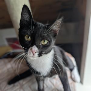 Cookies 'n' Cream, kitten, available for adoption