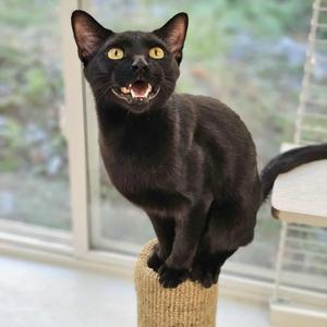 Biscuits, young, available for adoption