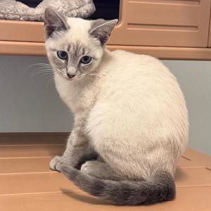 Circe, kitten, available for adoption