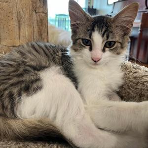 George, kitten, available for adoption