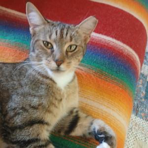 Bella - COURTESY POST, adult, available for adoption