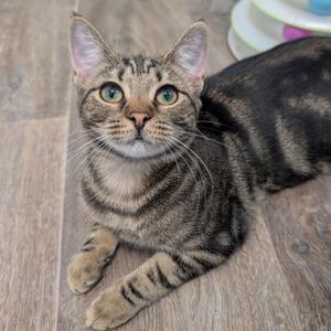 A tabby cat with green eyes lying on a wooden floor
