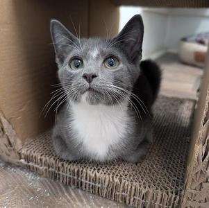 A gray and white cat sitting in a cardboard box