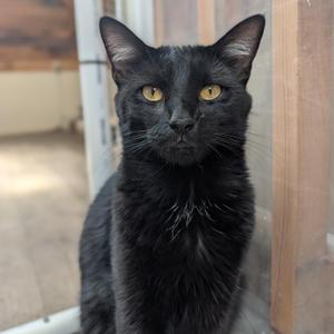 Boo, young, available for adoption