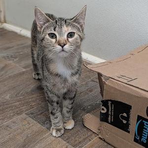 A gray tabby cat standing on a wooden floor next to a cardboard box with the Amazon Prime logo.