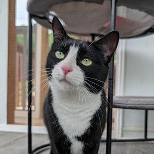 Boots, young, available for adoption