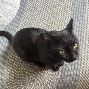 Cheeks, adult, available for adoption