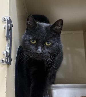 Sissy, senior, available for adoption