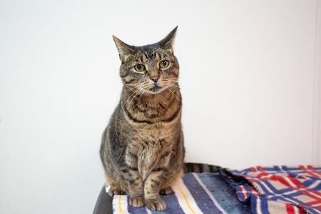 A tabby cat sitting on a colorful blanket.