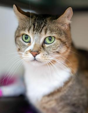Izzy, senior, available for adoption