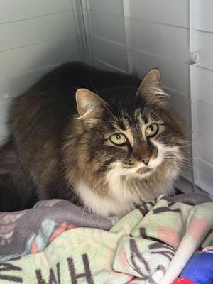 Cedar, adult, available for adoption